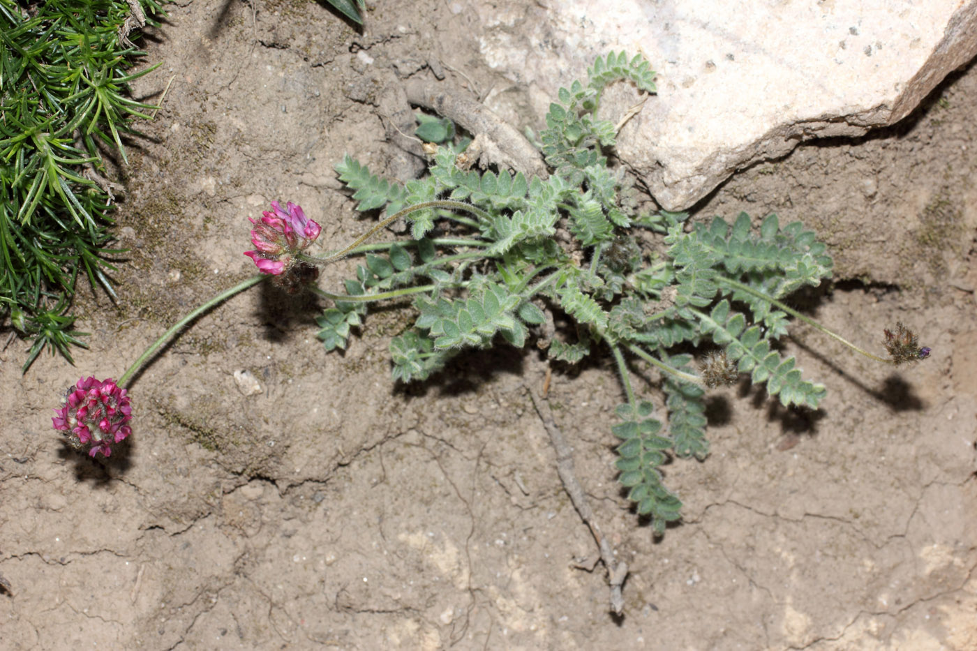 Image of Oxytropis microsphaera specimen.