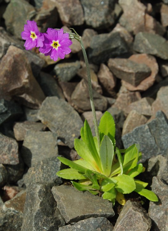 Изображение особи Primula laurentiana.