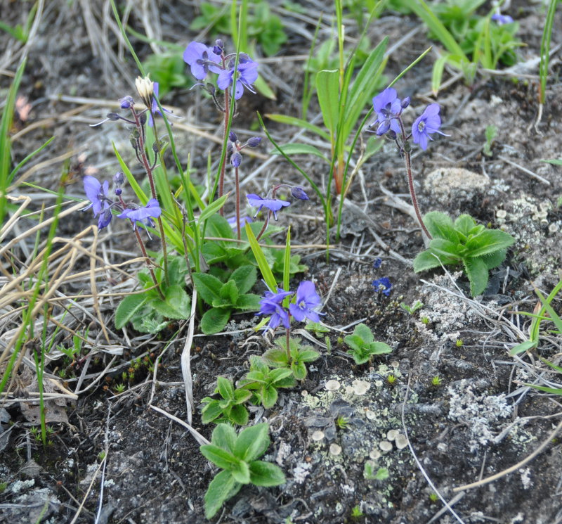 Изображение особи Veronica grandiflora.