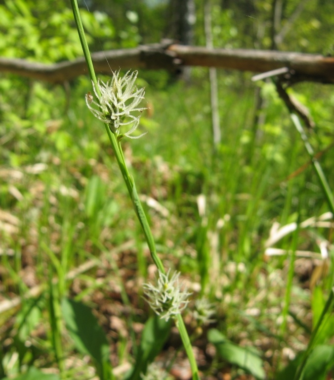 Image of Carex vaginata specimen.
