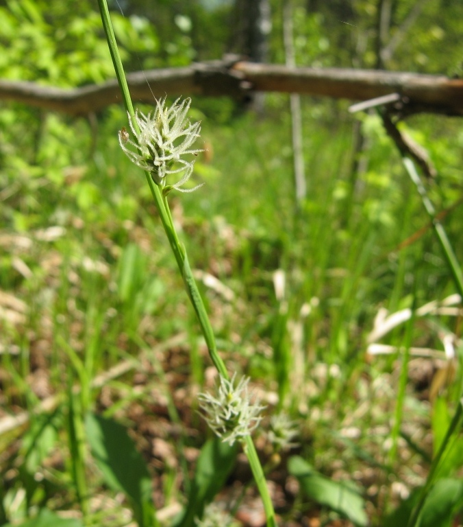 Изображение особи Carex vaginata.