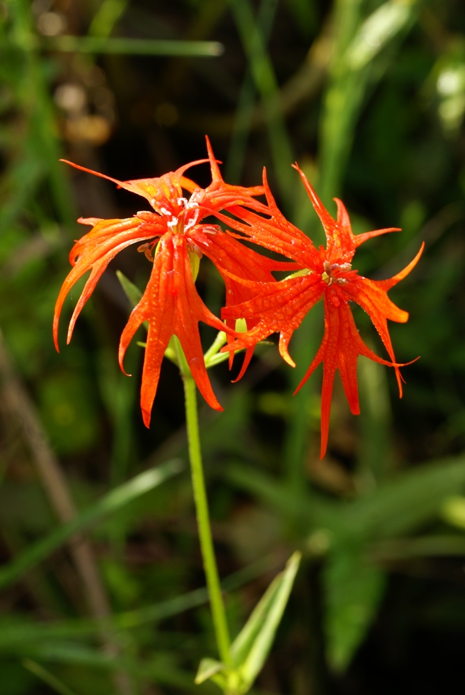 Изображение особи Lychnis wilfordii.