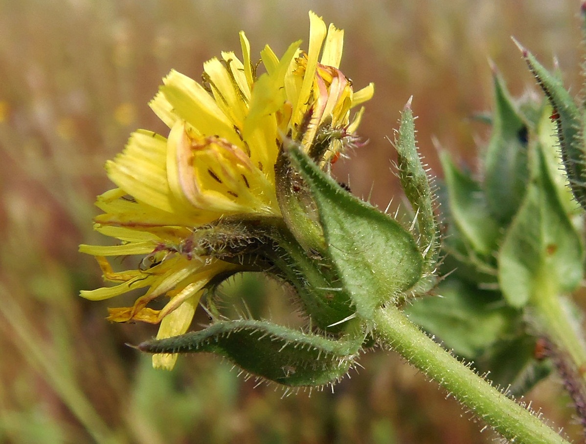 Изображение особи Helminthotheca echioides.