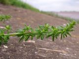 Galium humifusum