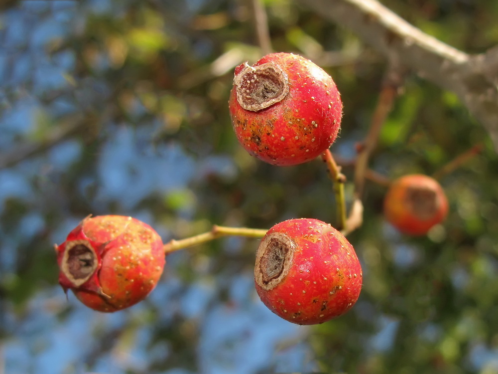 Изображение особи род Crataegus.