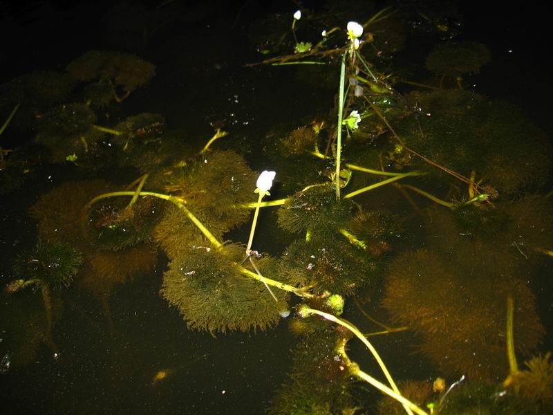 Image of Ranunculus peltatus specimen.