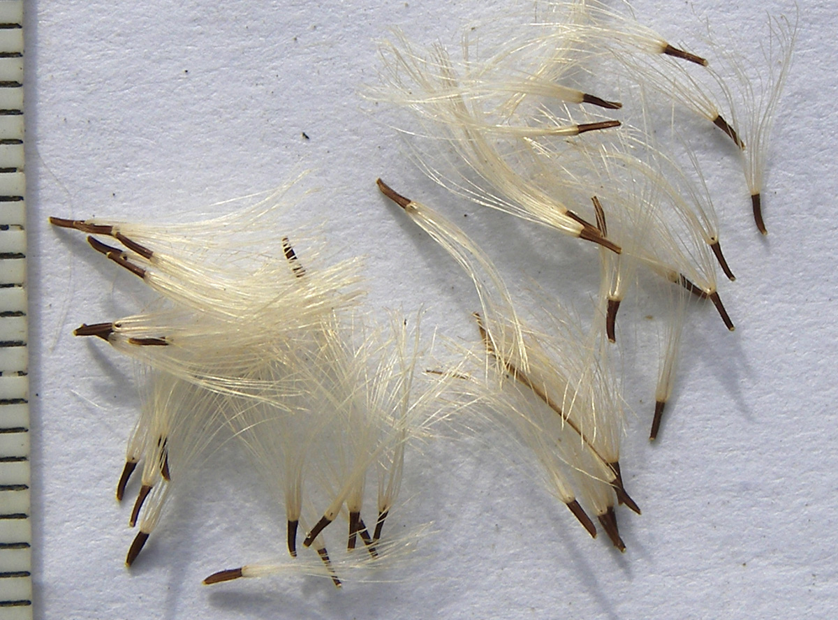 Image of Inula germanica specimen.