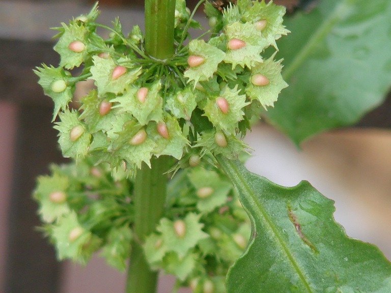 Изображение особи Rumex stenophyllus.