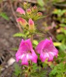 Phtheirospermum chinense. Верхушка цветущего растения. Приморский край, Спасский р-н, окр. с. Хвалынка. 08.09.2013.
