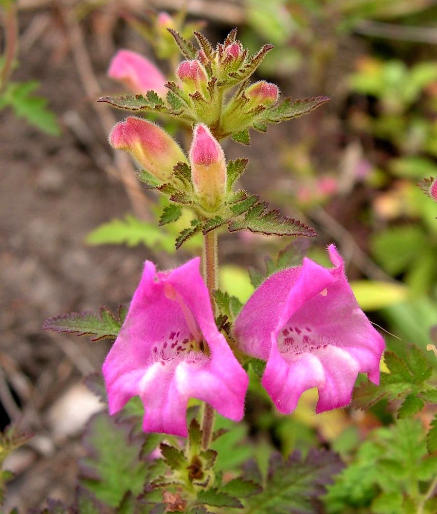 Изображение особи Phtheirospermum chinense.