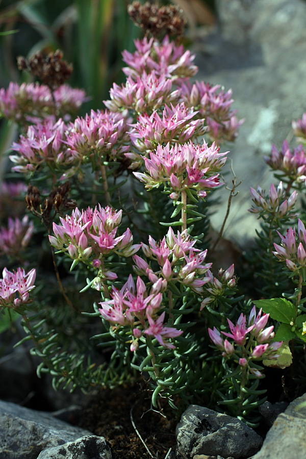 Изображение особи Pseudosedum karatavicum.