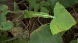 Sonchus oleraceus