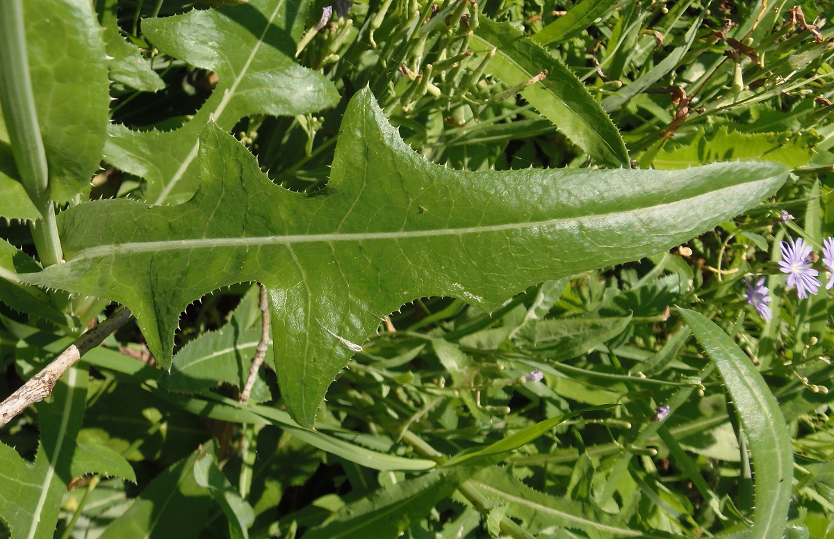 Изображение особи Sonchus arvensis.