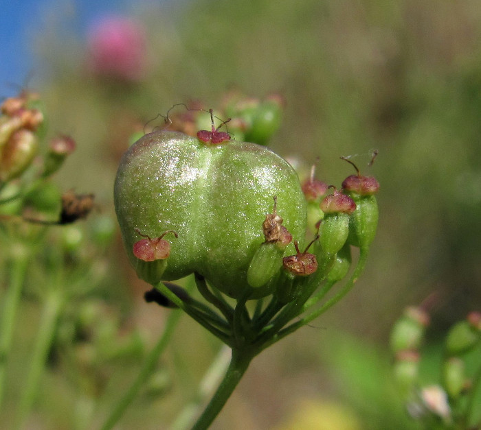 Image of Pimpinella nigra specimen.