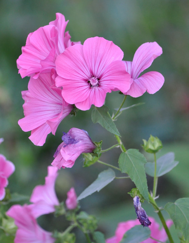 Изображение особи Malva trimestris.