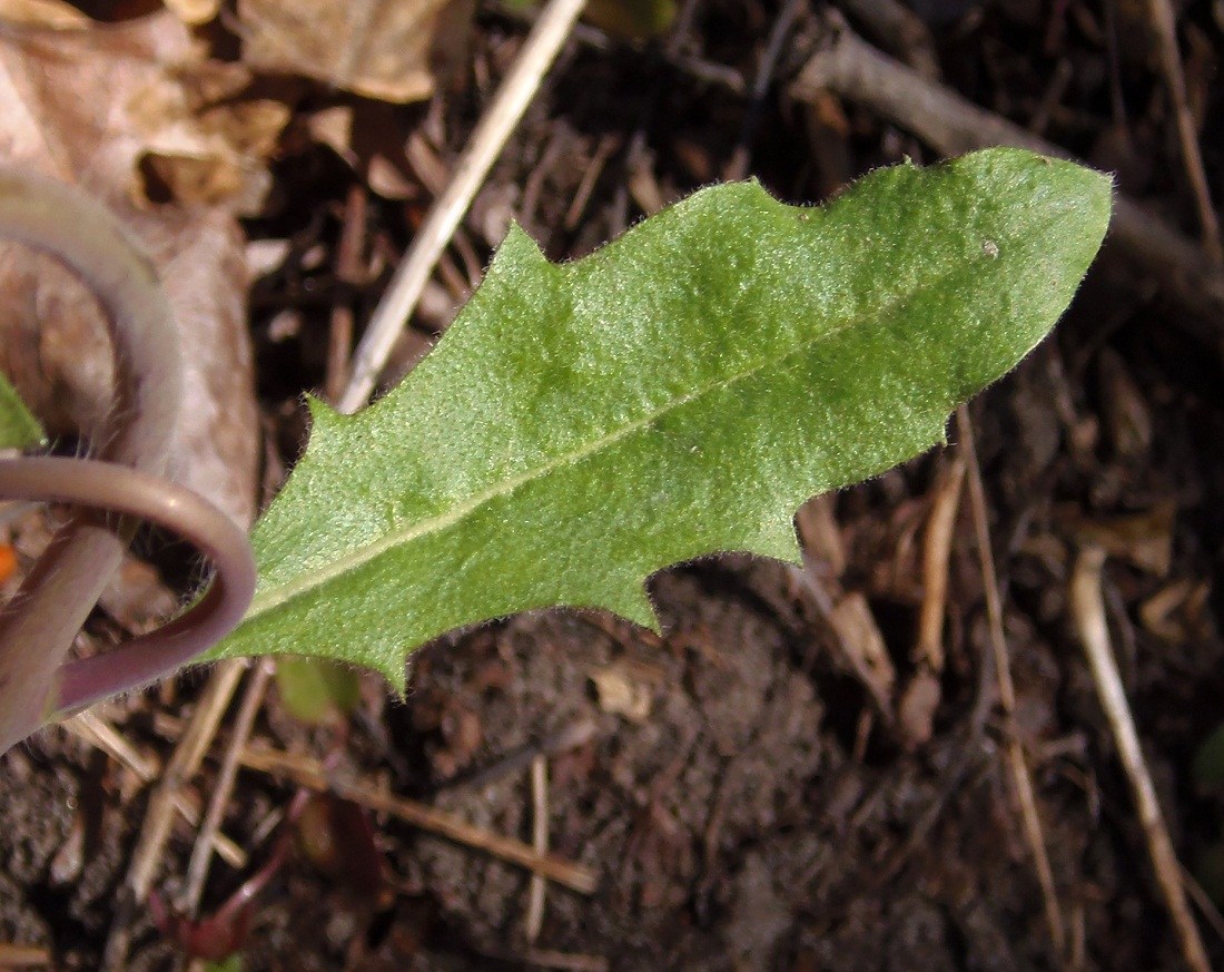 Изображение особи Arabidopsis arenosa.