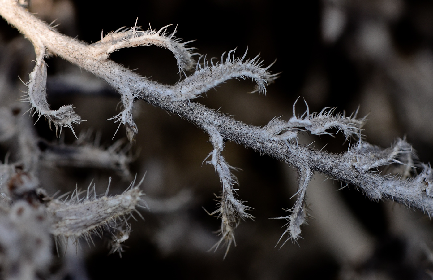 Изображение особи Moltkiopsis ciliata.