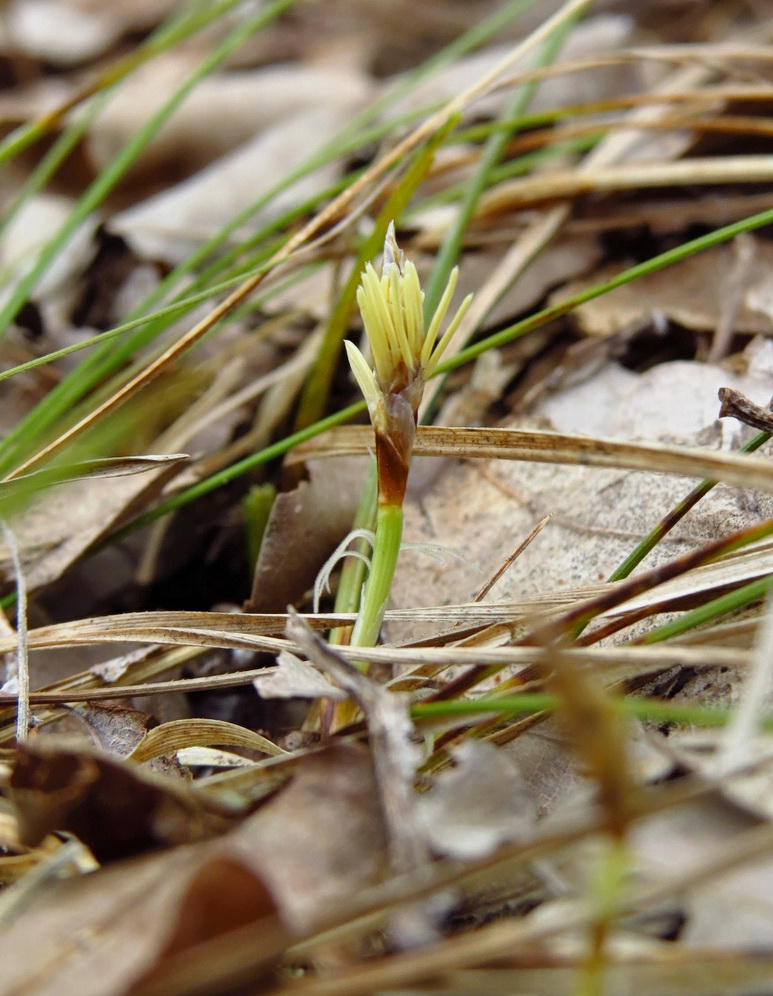 Изображение особи Carex humilis.