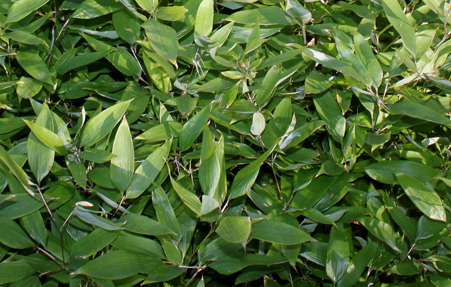 Image of Shibataea kumasasa specimen.