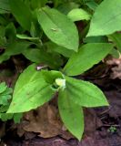 Pulmonaria rubra. Вегетативный побег. Москва, ГБС РАН. 08.05.2014.