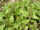 Lamium barbatum