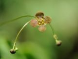 Euonymus verrucosus