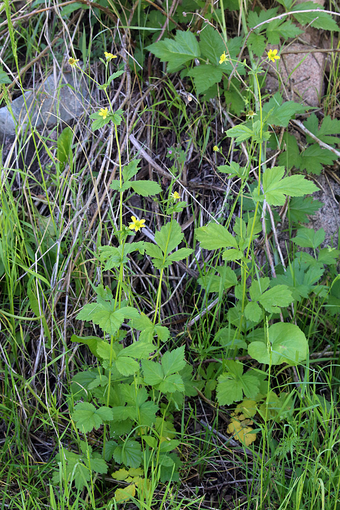 Image of Geum urbanum specimen.