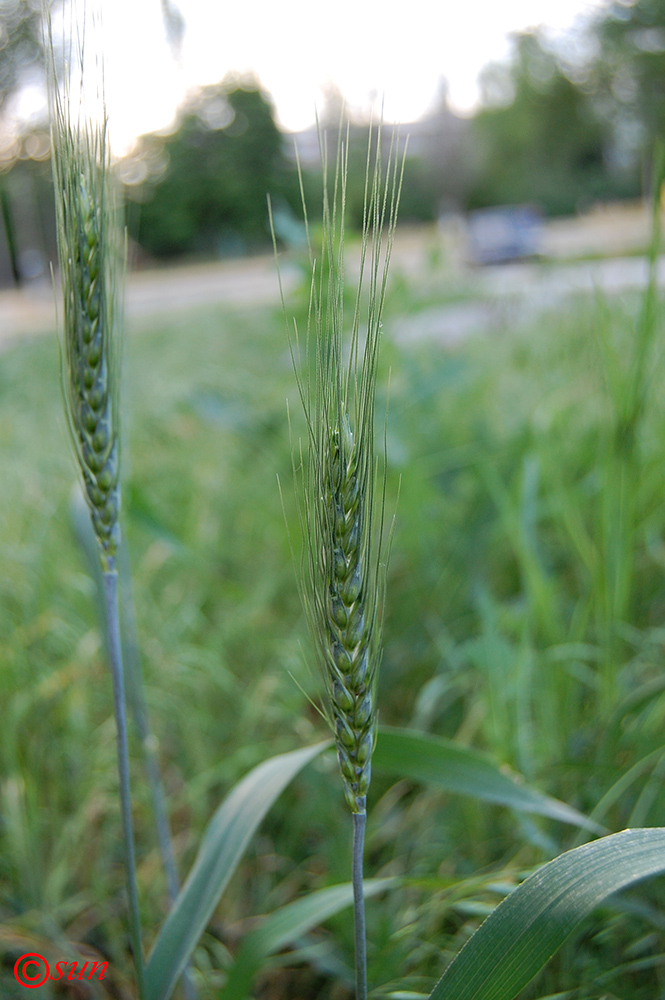 Изображение особи род Triticum.