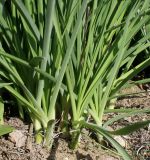 Anthericum ramosum. Основания листьев. Германия, г. Дюссельдорф, Ботанический сад университета. 04.05.2014.