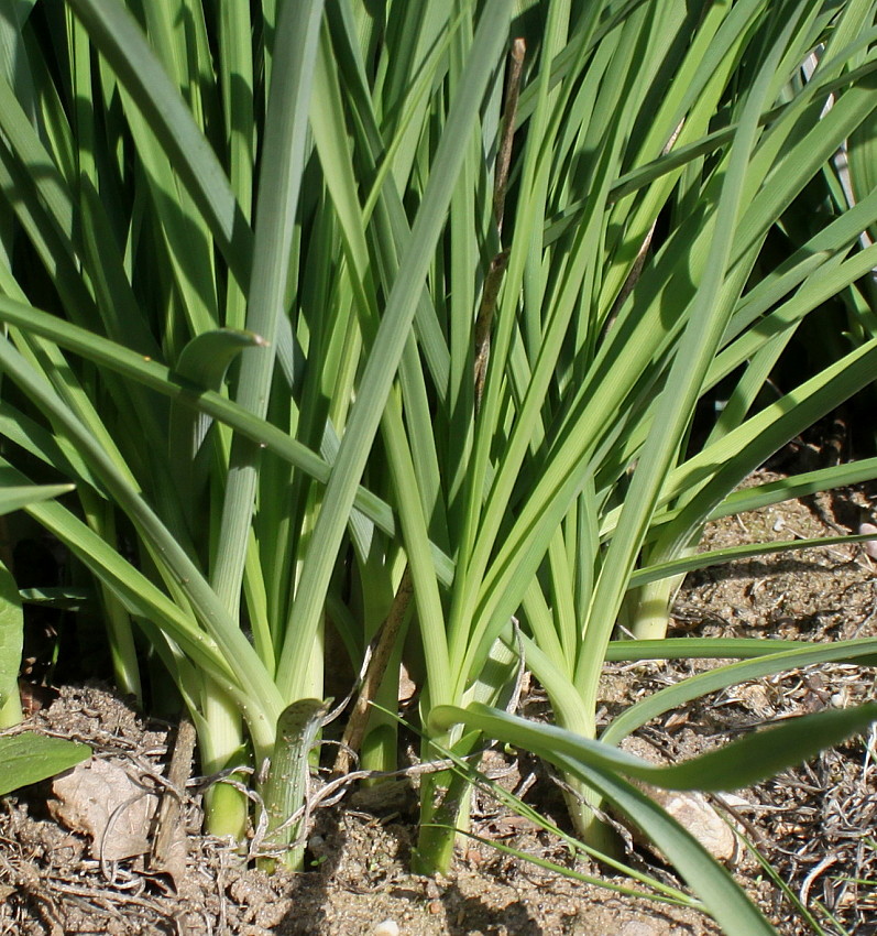 Image of Anthericum ramosum specimen.