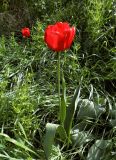 genus Tulipa. Цветущие растения. Ростовская обл., побережье Таганрогского залива, Азовский р-н, окр. с. Круглое, склон надбереговой террасы. 01.05.2014.