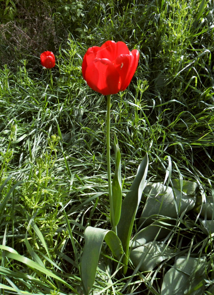 Image of genus Tulipa specimen.