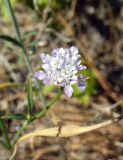 Cephalaria transsylvanica