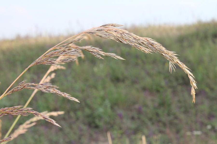 Изображение особи Festuca regeliana.