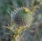 Cirsium vulgare