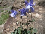 Aquilegia vitalii