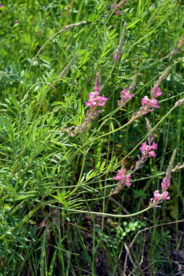 Изображение особи Onobrychis arenaria.