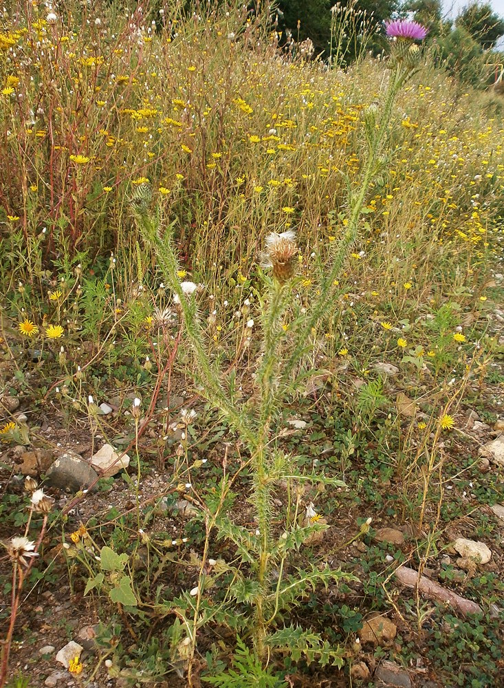 Image of Carduus acanthoides specimen.