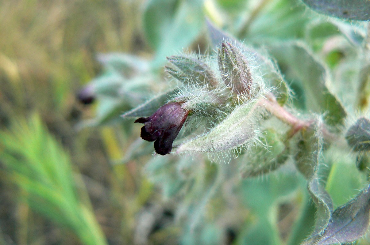 Image of Nonea rossica specimen.