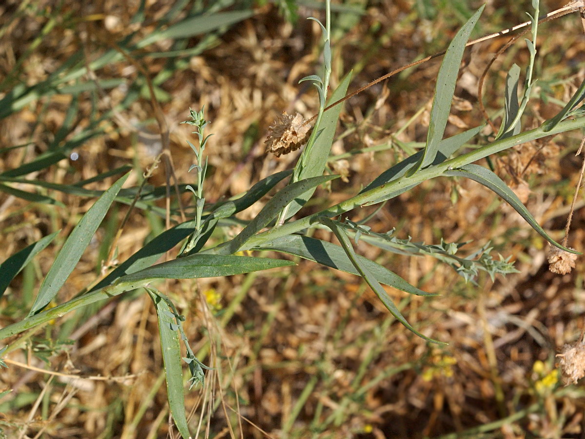 Изображение особи Linaria genistifolia.