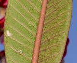 Plumeria rubra