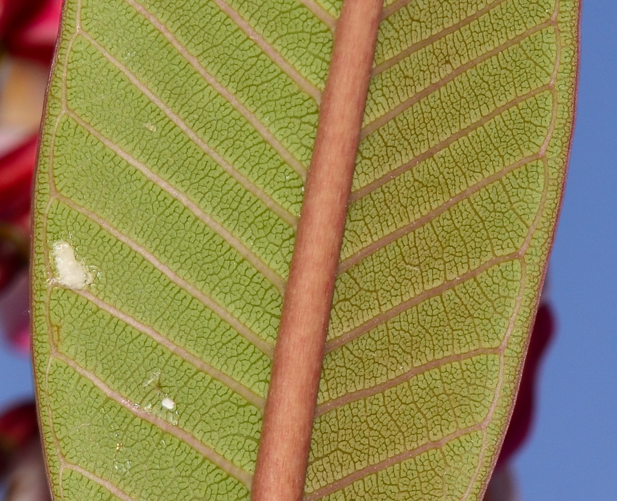 Изображение особи Plumeria rubra.