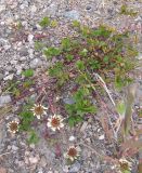 Trifolium repens