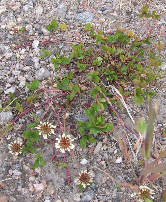 Image of Trifolium repens specimen.