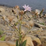 Lactuca tatarica. Верхушка цветущего и плодоносящего растения. Краснодарский край, м/о г. Новороссийск, ур. Широкая Балка, на берегу моря. 10.08.2014.