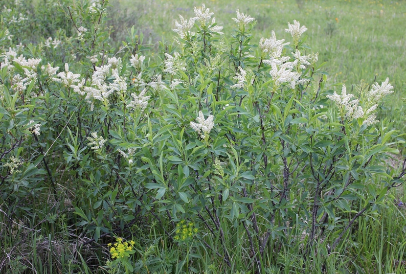 Изображение особи Sibiraea altaiensis.