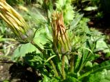 Gazania rigens