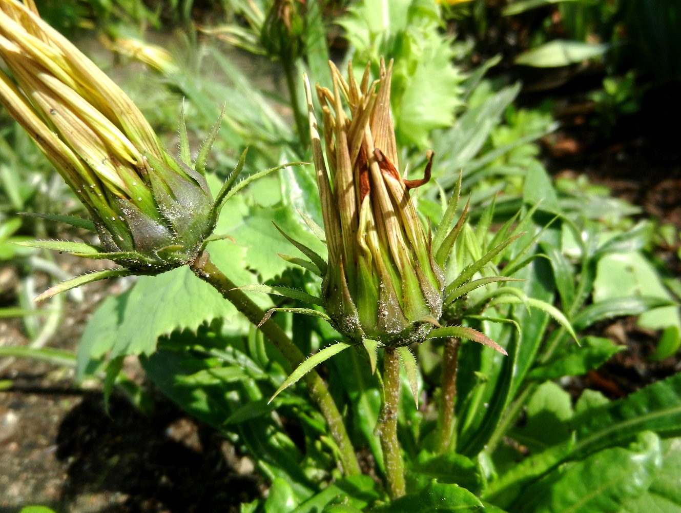 Изображение особи Gazania rigens.