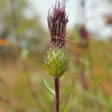 Cirsium vlassovianum. Верхушка отцветающего растения. Приморский край, Уссурийский р-н, окр. с. Монакино, покосный луг. 23.09.2014.