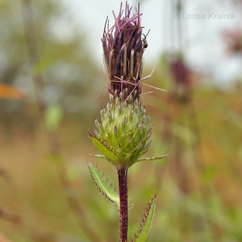 Изображение особи Cirsium vlassovianum.